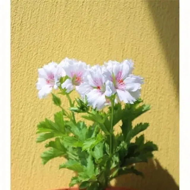 Seeds of beautiful and colorful Pelargonie large-flowered