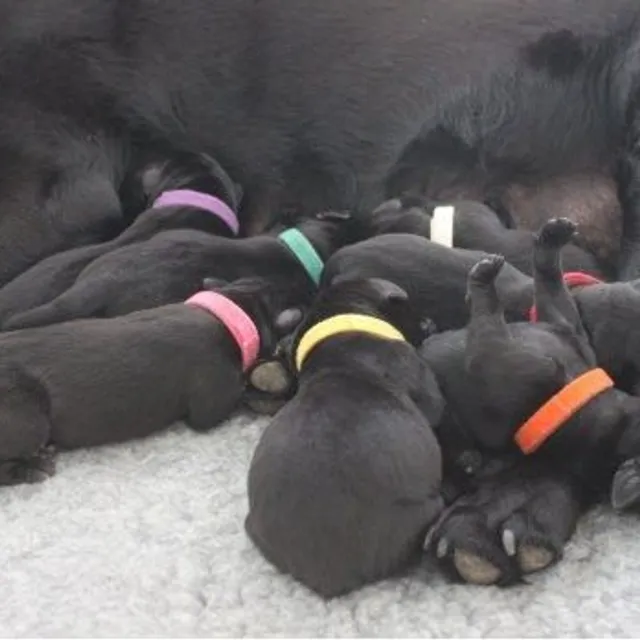 Coloured identification collars for puppies