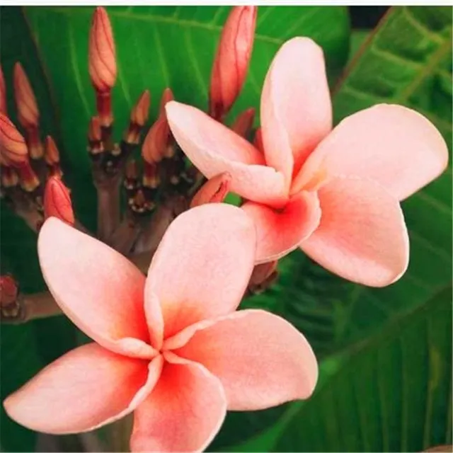 Seeds of ornamental outdoor flowers Plumeria - various species