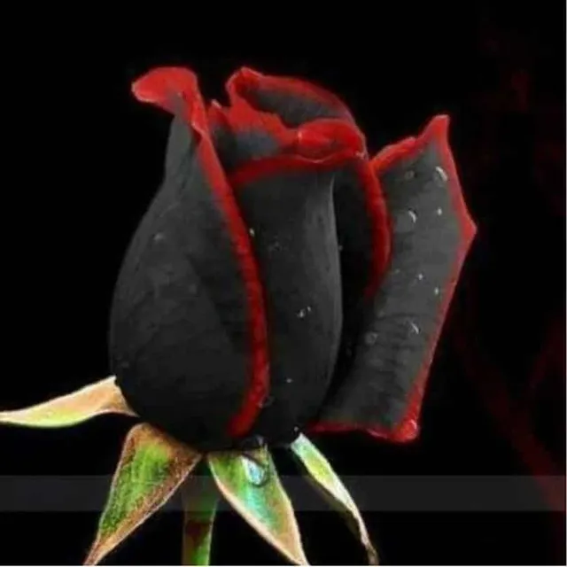 Rose flowers | 100 seeds