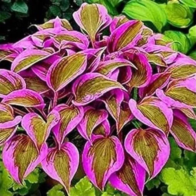 Seeds of the popular plant Bohyška Hosta Stained glass