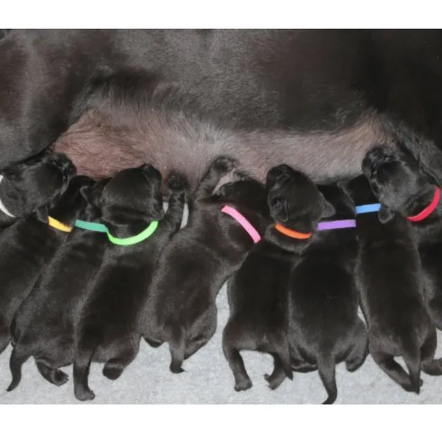 Coloured identification collars for puppies