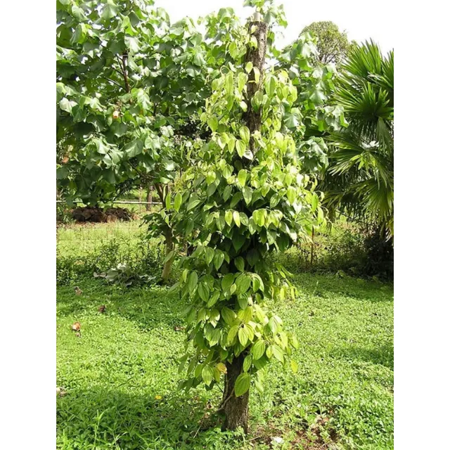 Black pepper tree Piper nigrum, easy to grow outdoors, 20 seeds in beds