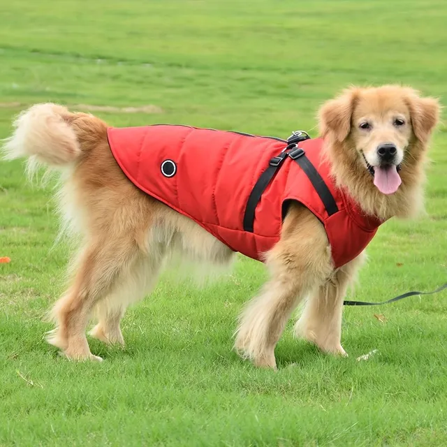 Warm, padded dog outfit with integrated harness for small and medium dogs