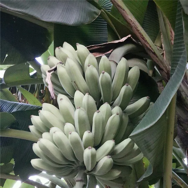 Banana seeds - different varieties