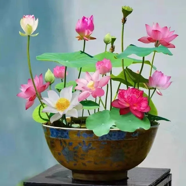Vízi növények magjai Lotus - Nelumbo nucifera