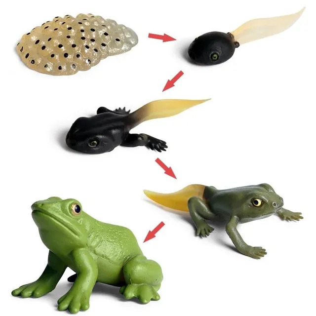 Figure life cycle of frog 5 pcs