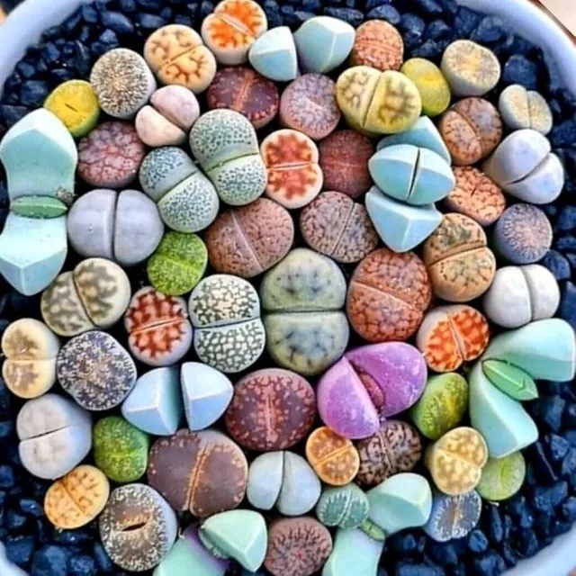 Lithops euniceae Lithops Mix live stones seeds succulents easy growing seed 20 pcs