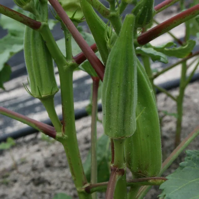 Semi di ibisco commestibile Okra burgunda facile da coltivare dentro, fuori, nei letti, nei vasi - Semi di ibisco commestibile 10 pz