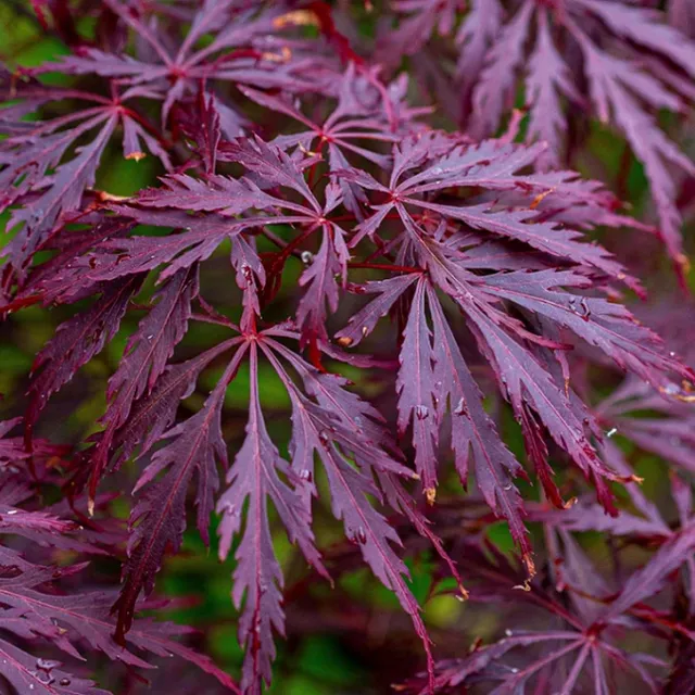 Maple Dlanitolist Acer palmatum odmiana Garnet małe drzewo liści