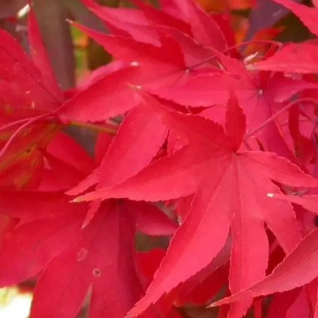 Maple Dlanitolist Acer palmatum odmiana Osakazuki małe drzewo liści