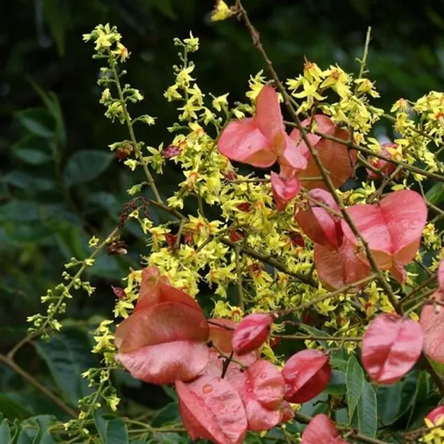 Koelreuteria elegans, arborele de ploaie aurie - copac cu frunze, ușor de cultivat în aer liber, 30 de semințe