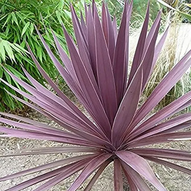 Cordyline purpurie Cordyline australis Purpurea - suculent cu frunze, ușor de cultivat în aer liber, 30 de semințe