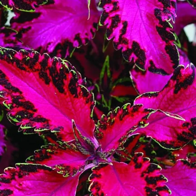 Coleus African Nettle Seeds Coleus various colours seeds 20 pcs easy to grow