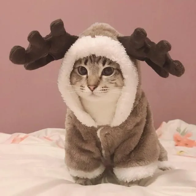 Costum de ren pentru pisici