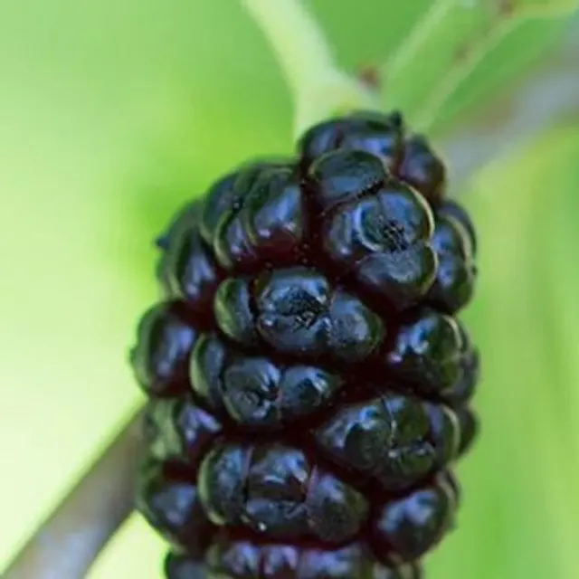 Morus nigra mulberry black heat-loving tree Easy growing outdoors 50 pcs seeds