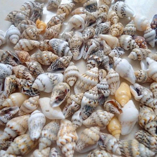 Sea shell 50 pcs