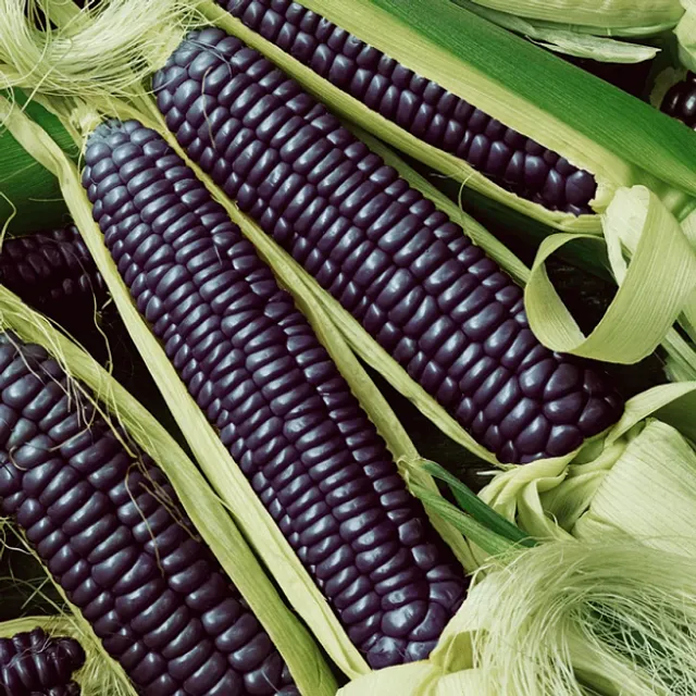 Organic seeds of blue corn without GMO Easy growing outdoors, 5 seeds on beds