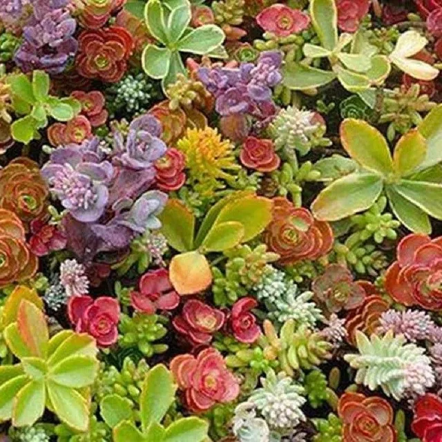 Splitter Sedum mix seeds easy growing large packaging seeds 1000 pcs