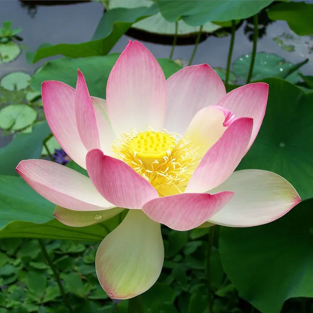 Semená vodných rastlín Lotus - Nelumbo nucifera