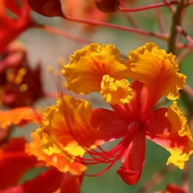 Sapan minunat Caesalpinia pulcherrima - Plantă perenă, ușor de cultivat în aer liber, 10 semințe