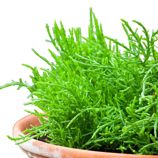 Sălătruc european Salicornia europaea plantă perenă Ușor de cultivat în aer liber, în grădini 150 de semințe