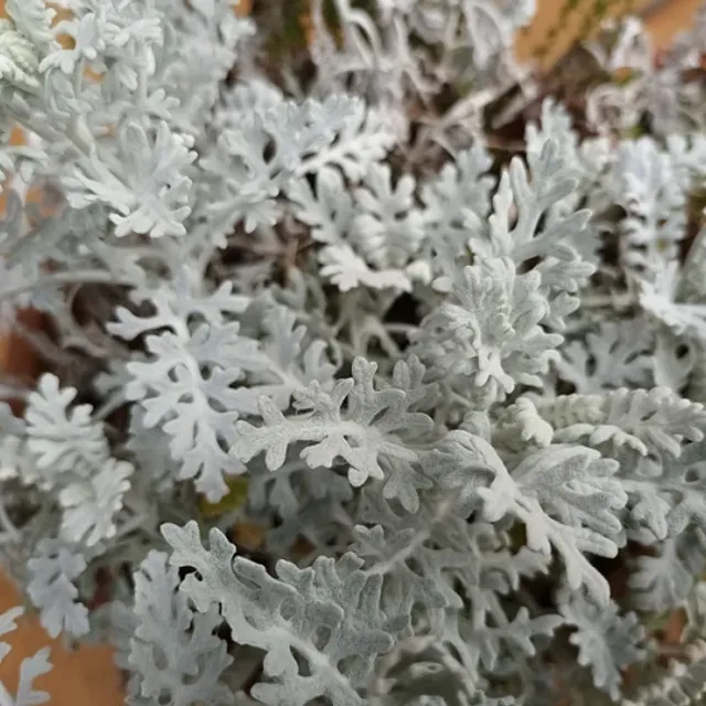 Starček nadmorski Cineraria maritima Srebrny pył wieloletni Łatwy