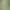 Flori mari de iarbă din pampas mătăsos 100cm-b04-1pc