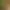 Atraktívny okrasný kvet Coleus - Africká žihľava