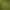 Beautiful seeds of the outdoor plant Angel's Trumpet - Brugmansia suaveolens