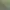 Dél-afrikai Amaryllis gyönyörű hagymái - Amaryllis