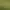 Vonzó díszvirág Coleus - afrikai csalán