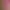 Atraktivní okrasná květina Coleus - Africká kopřiva