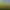 Semená farebnej trávy Cortaderia selloana - pampová tráva
