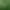 Semená krásnej trvalky hortenzie veľkolistej - rôzne farby