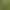 Atraktívny okrasný kvet Coleus - Africká žihľava