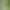 Flori mari de iarbă din pampas mătăsos 100cm-b10-1pc