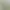Dél-afrikai Amaryllis gyönyörű hagymái - Amaryllis