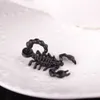 black-scorpion