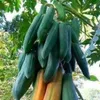 Papaya - 4