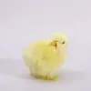 Chick B