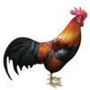 Pluimvee