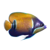 Aquariumhouden