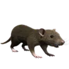Knaagdieren