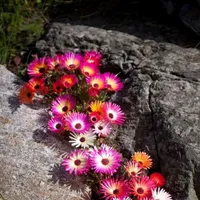 Mesembryanthemum crystallinum - Plante cristaline facile à cultiver, idéale pour le balcon, les jardinières et les rocailles, 100 graines