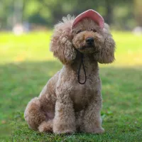 Stylish cap with ear holes with elastic band for dogs - various colours Shapour