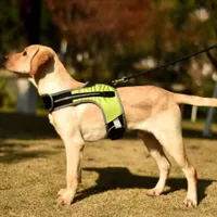 Modern dog harness with LED light Schmidt