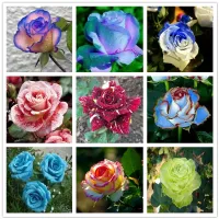 Seminte de trandafiri colorati multiflori - Kordes