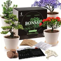 Zestaw Bonsai dla początkujących: wewnątrz i na zewnątrz 