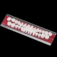 High quality teaching set of artificial teeth